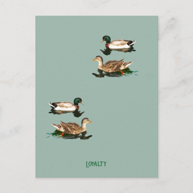 Ducks mallards postcard (Front)