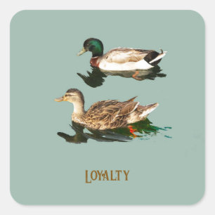 Ducks mallards square sticker