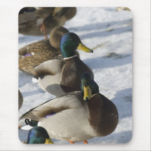 Ducks Mouse Mat
