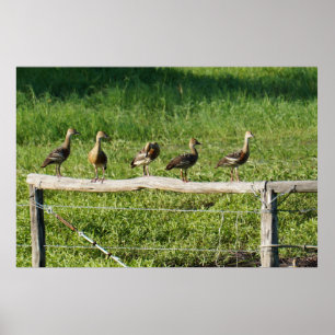 DUCKS ON A FENCE IN RURAL QUEENSLAND AUSTRALIA POSTER