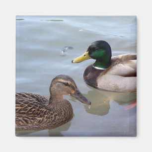 Ducks on a Pond Magnet