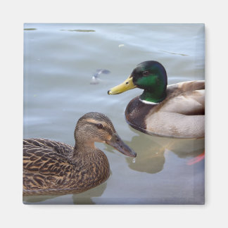 Ducks on a Pond Magnet