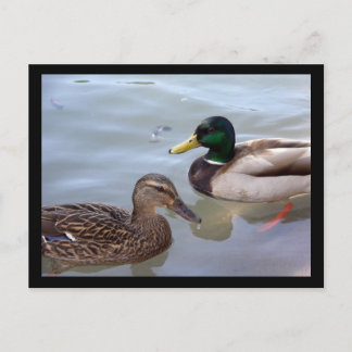 Ducks on a Pond Postcard