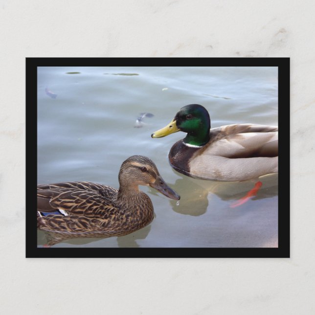 Ducks on a Pond Postcard (Front)