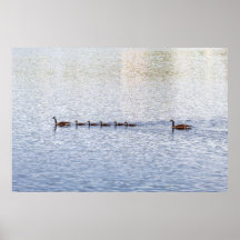 Ducks on Glen Lake Poster