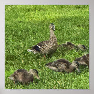 Ducks on Grass Poster