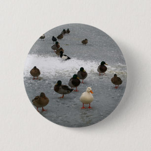 Ducks on Ice 6 Cm Round Badge