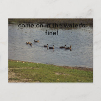 Ducks on water Invitation Postcard