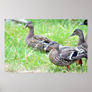 Ducks Photo Poster