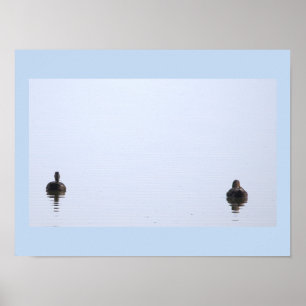 Ducks Photo Poster