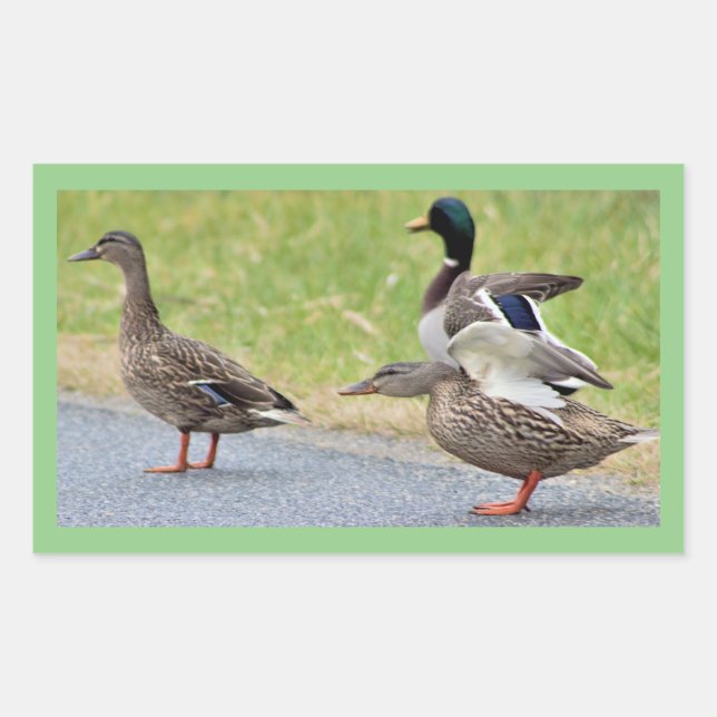 Ducks Photo Stickers (Front)