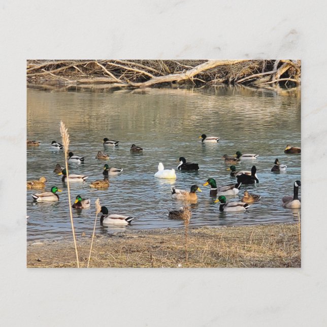 Ducks Postcard (Front)