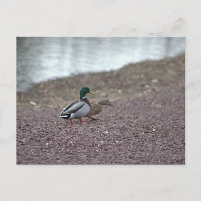 Ducks Postcard (Front)