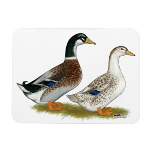 Ducks:  Silver Appleyard Magnet