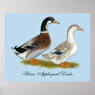 Ducks:  Silver Appleyard Poster