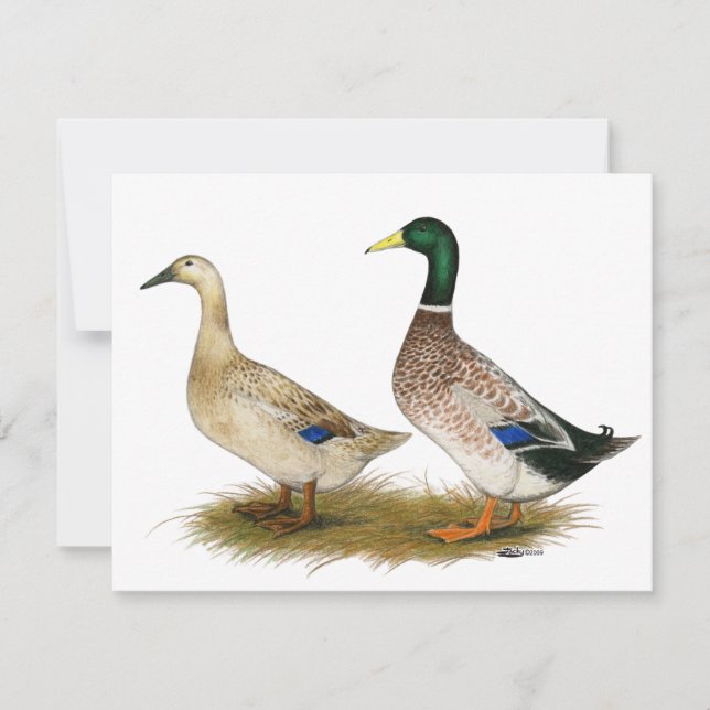 Ducks:  Silver Welsh Harlequin (Front)