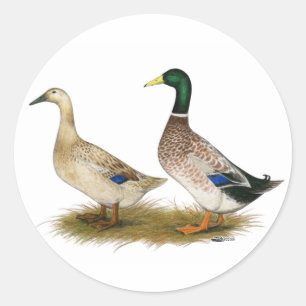 Ducks:  Silver Welsh Harlequin Classic Round Sticker
