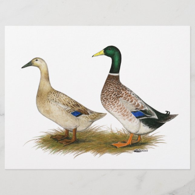 Ducks:  Silver Welsh Harlequin Flyer (Front)