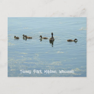Ducks swimming at Lake Mendota Madison Wisconsin Postcard