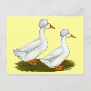 Ducks: White Crested Postcard