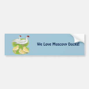 Ducks White Muscovy Family Bumper Sticker