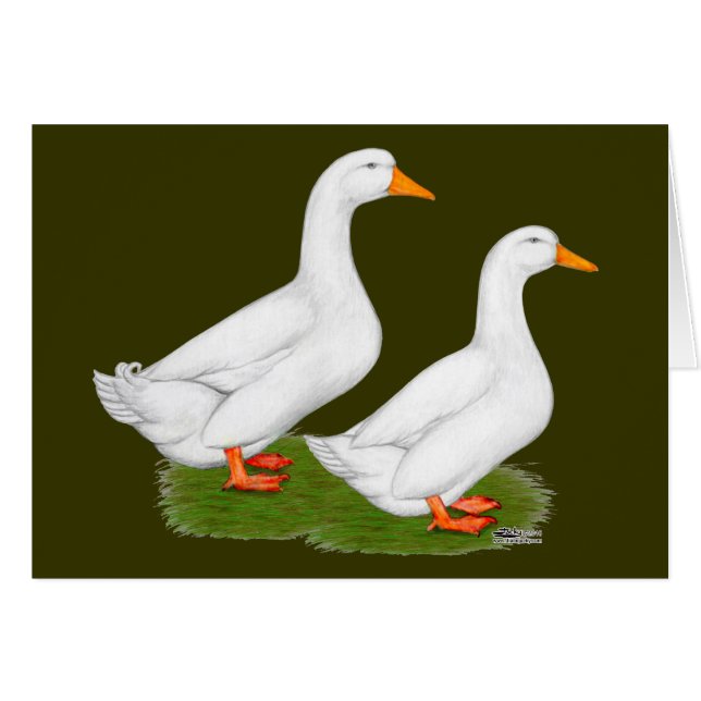 Ducks:  White Pekins (Front Horizontal)