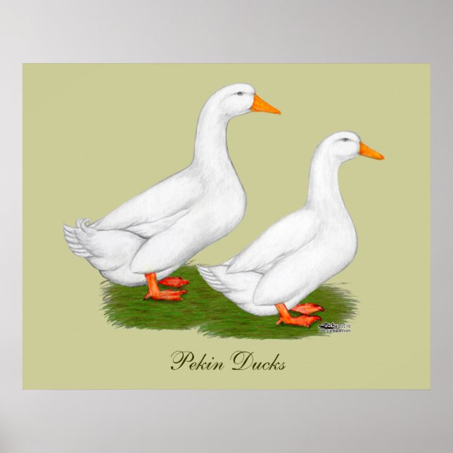 Ducks:  White Pekins Poster (Front)