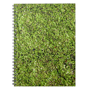 duckweed-377535 duckweed water lens aquatic plant notebook