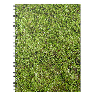duckweed-377535  duckweed water lens aquatic plant notebook