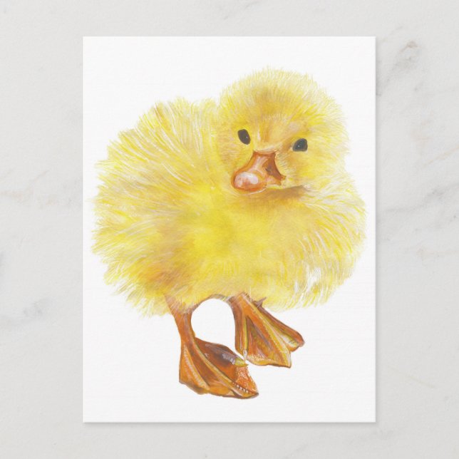 ducky , baby chick postcard (Front)