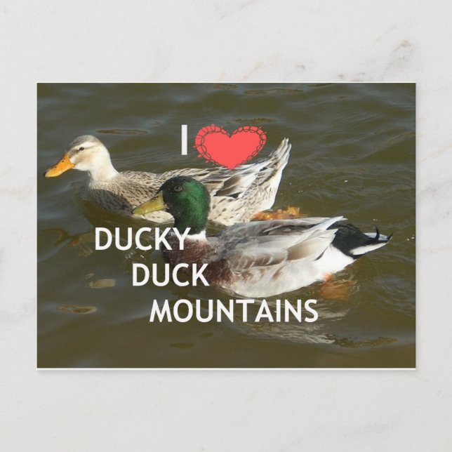 Ducky duck mountains. postcard (Front)