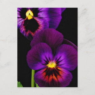 Duet of purple pansies, Washington State  flowers Postcard