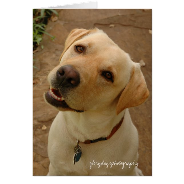 duke, glorydaysphotography (Front)