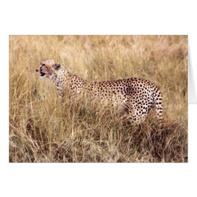 Duma (Cheetah) (Front Horizontal)