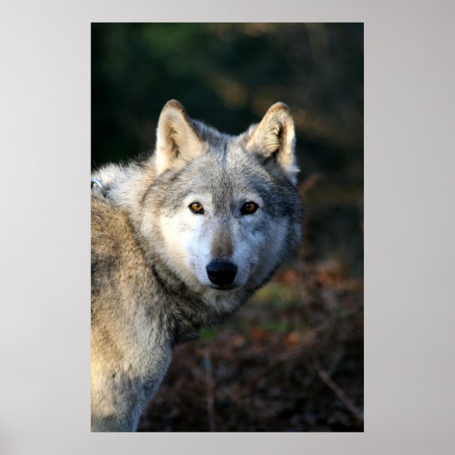 Duma The Wolf Poster (Front)