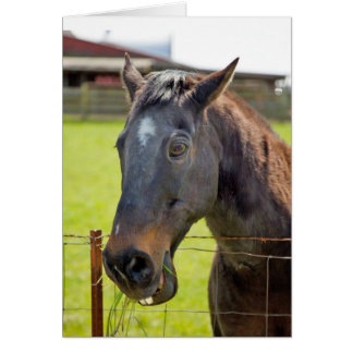 Dumb Horse Card