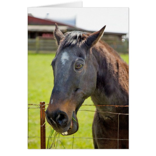 Dumb Horse Card (Front)