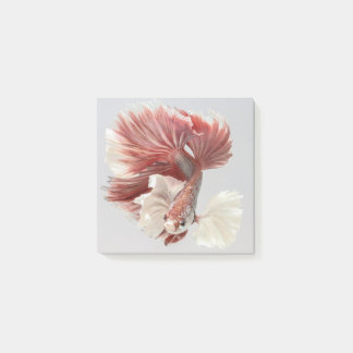 Dumbo Betta Fish Post It Notes