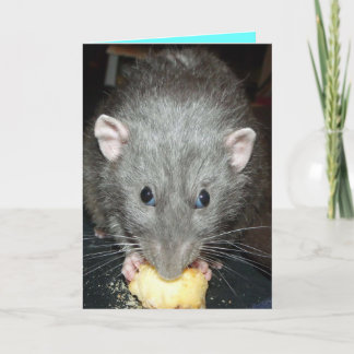 dumbo rat eating cake Birthday card