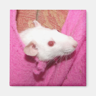 Dumbo rat magnet