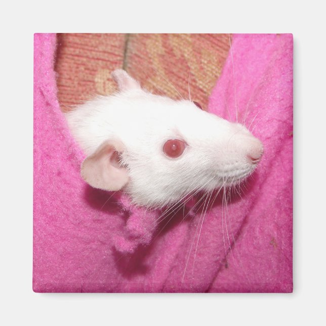 Dumbo rat magnet (Front)