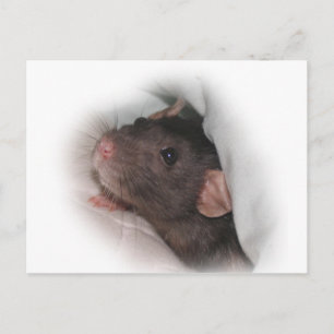 Dumbo rat wanna play? postcard