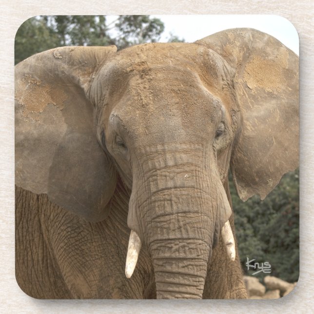 Dumbo Set of 6 Coasters (Front)