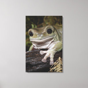 Dumpy Tree Frog. Smiling Frog. Litoria caerulea. Canvas Print