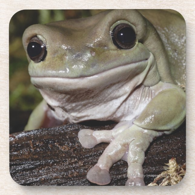 Dumpy Tree Frog. Smiling Frog. Litoria caerulea. Coaster (Front)