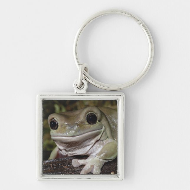 Dumpy Tree Frog. Smiling Frog. Litoria caerulea. Key Ring (Front)