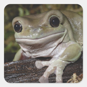 Dumpy Tree Frog. Smiling Frog. Litoria caerulea. Square Sticker