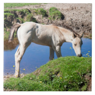 Dun buckskin foal horse Tile