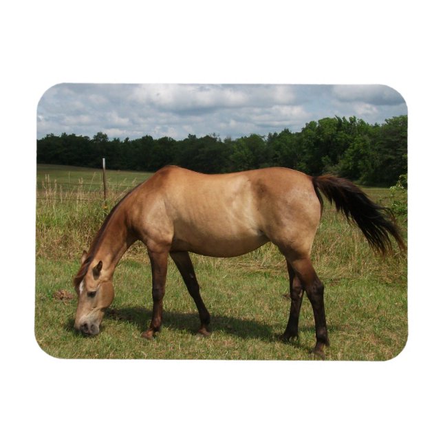 Dun Connemara Pony, Horse, Grazing in Pasture Magnet (Horizontal)
