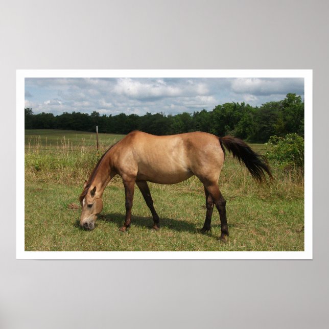 Dun Connemara Pony, Horse, Grazing in Pasture Poster (Front)